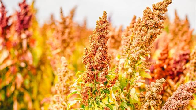 Zázračná quinoa: bezlepková a plná živin